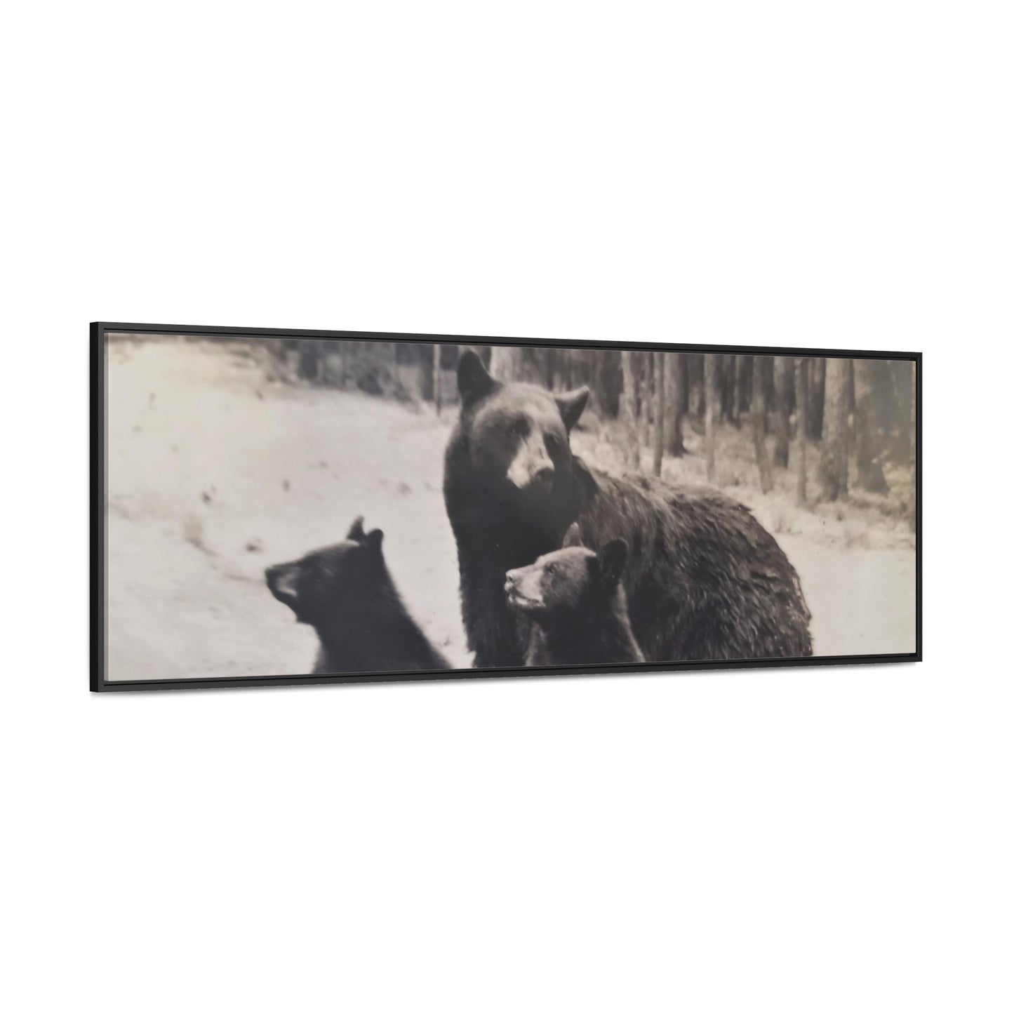 Yellowstone Black Bears Gallery Canvas Wraps, Horizontal Frame