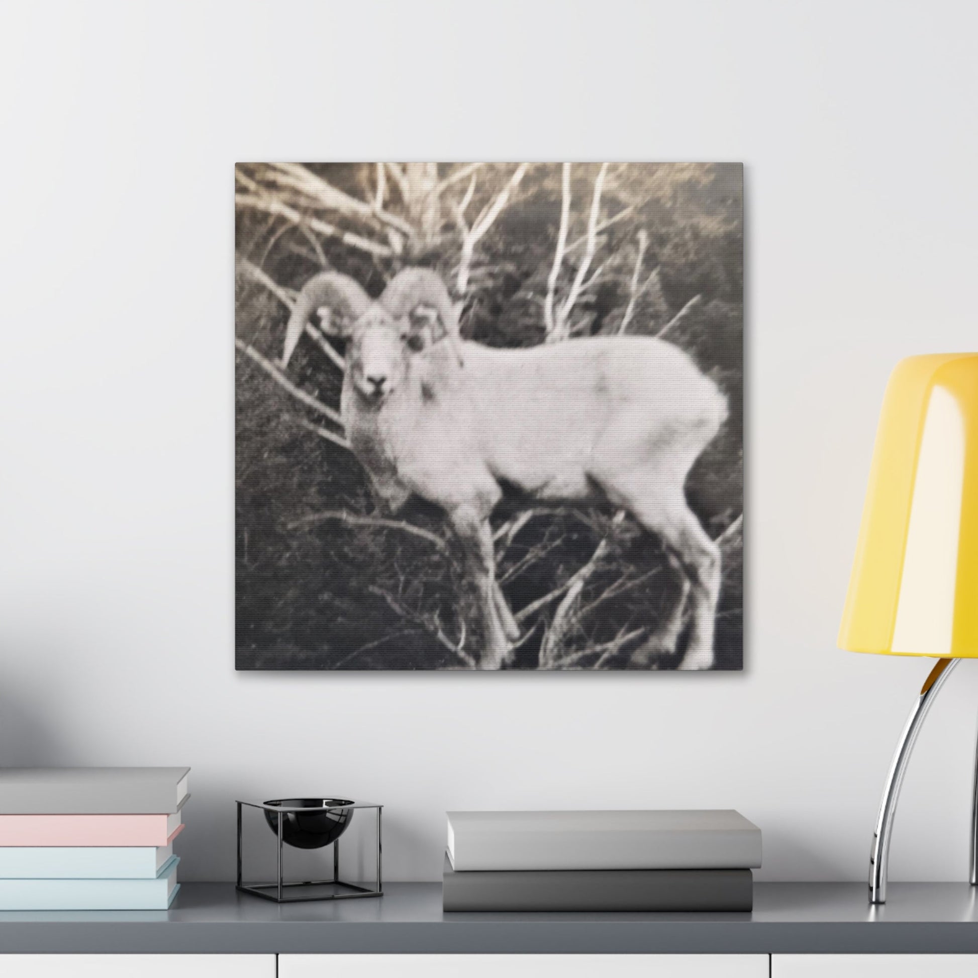 Yellowstone Big Horn Sheep Canvas Gallery Wraps - 20″ x 20″ 1.25" - Canvas