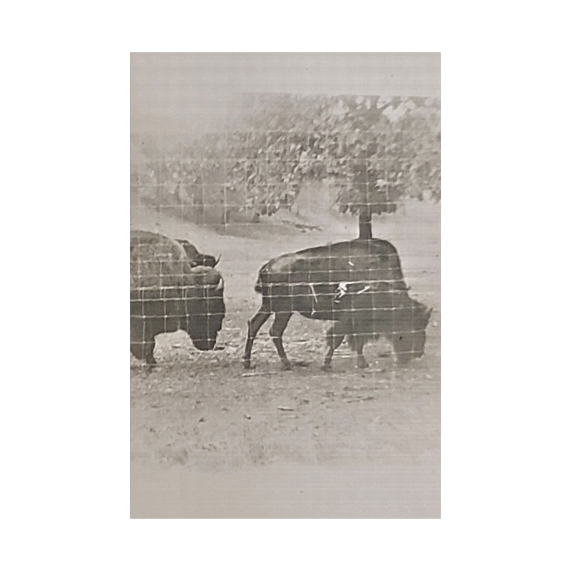 Buffalo at Redwood Falls Satin Canvas Stretched
