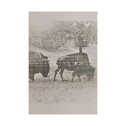 Buffalo at Redwood Falls Satin Canvas Stretched