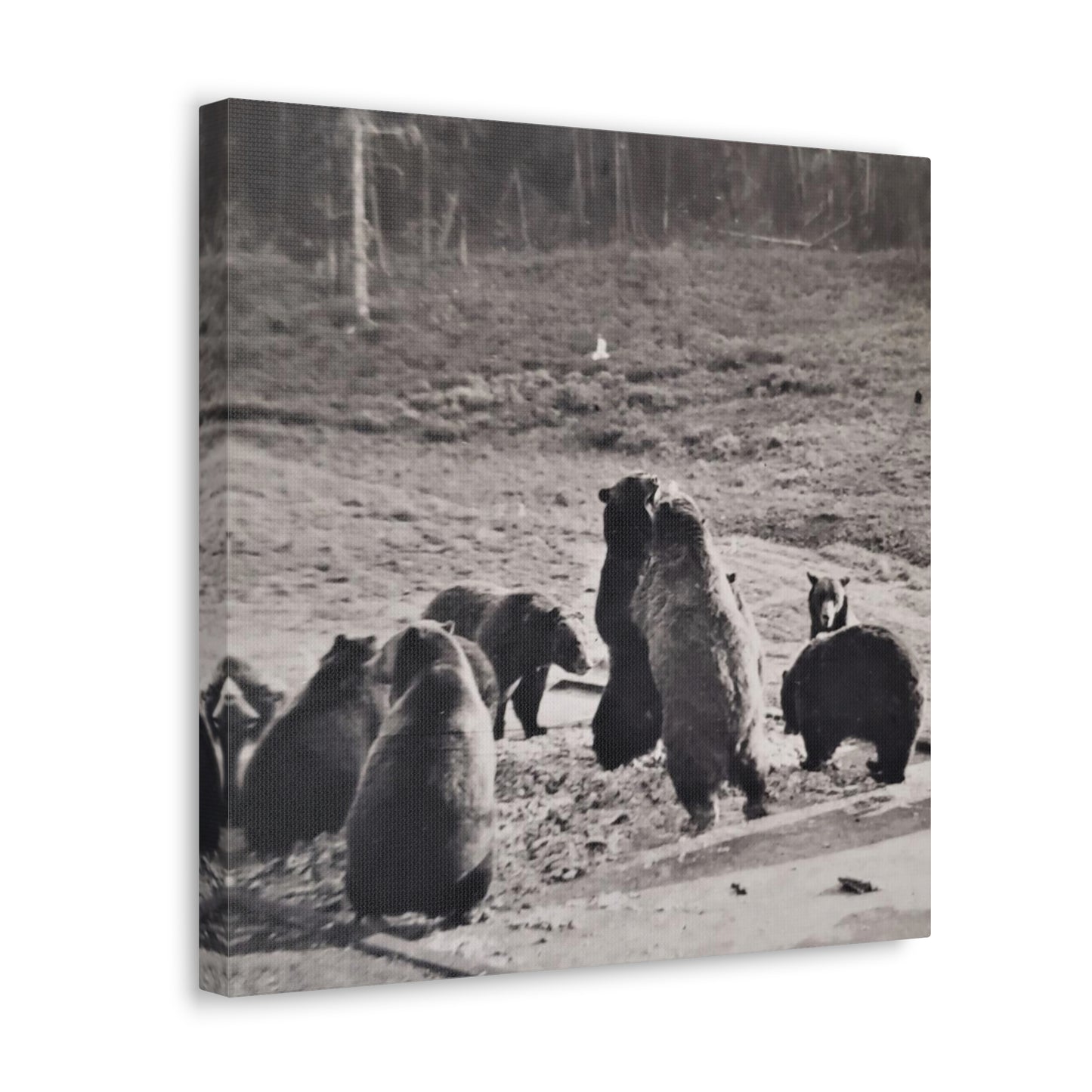 Yellowstone Grizzly Bears Canvas Gallery Wraps