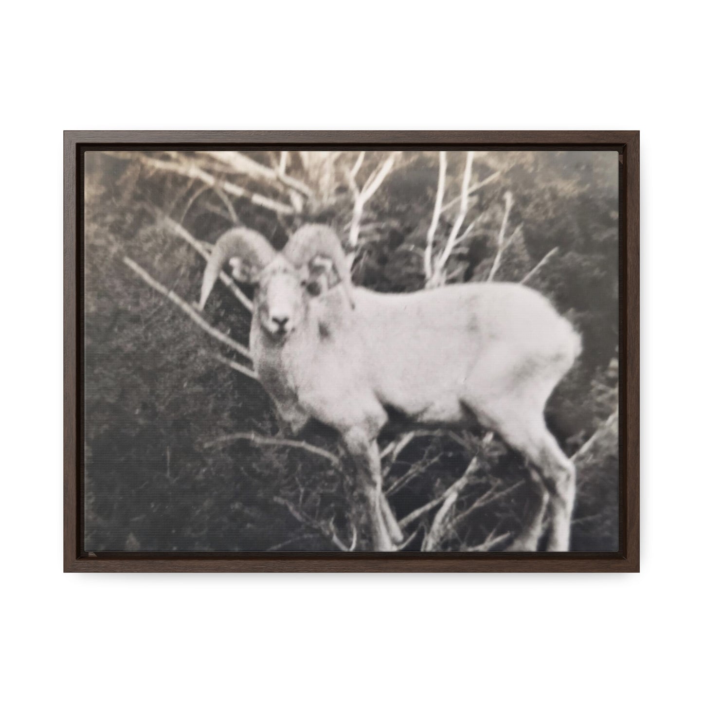 Yellowstone Big Horn Sheep Gallery Canvas Wraps, Horizontal Frame