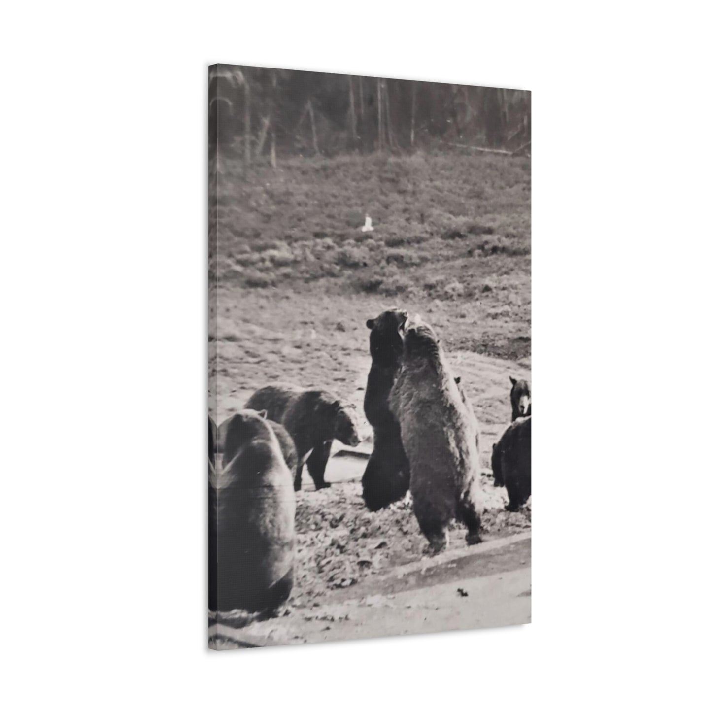 Yellowstone Grizzly Bears Canvas Gallery Wraps