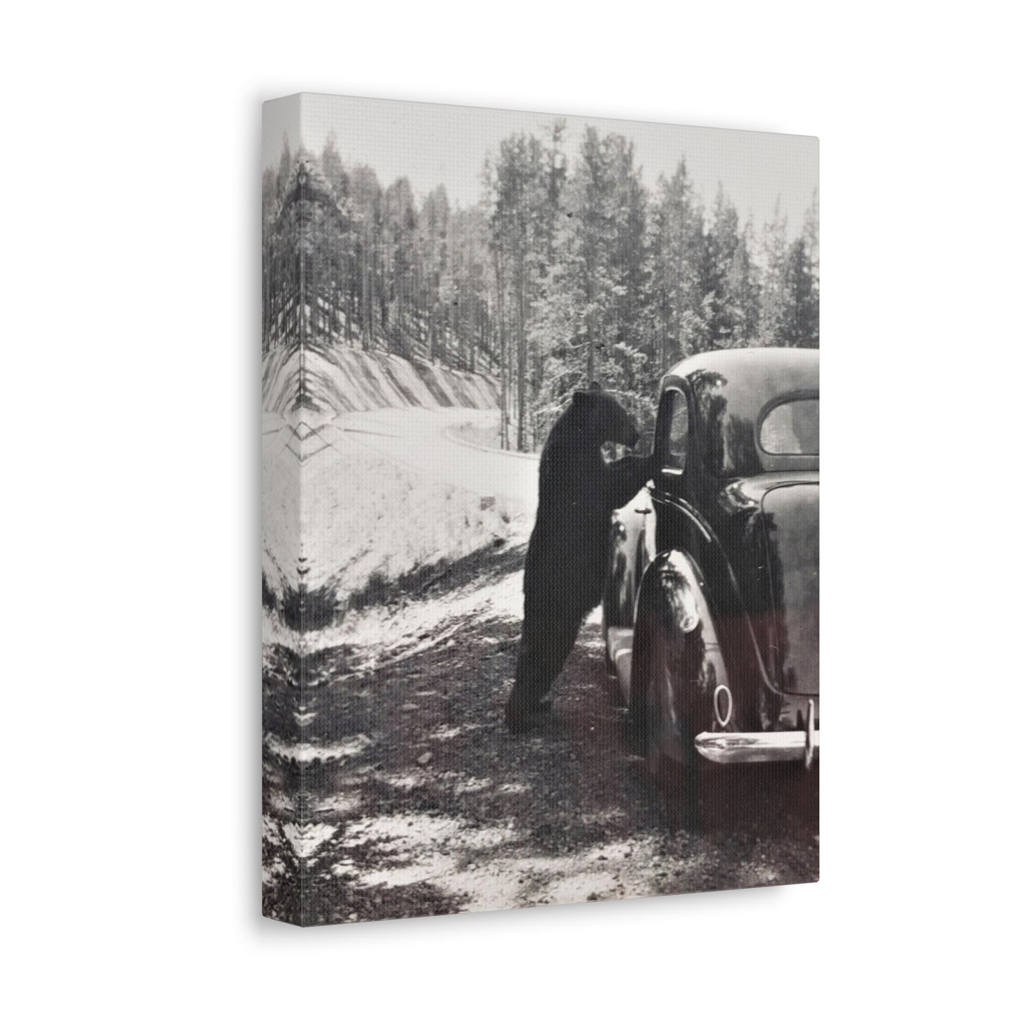 Yellowstone Bear Car Stretched Canvas