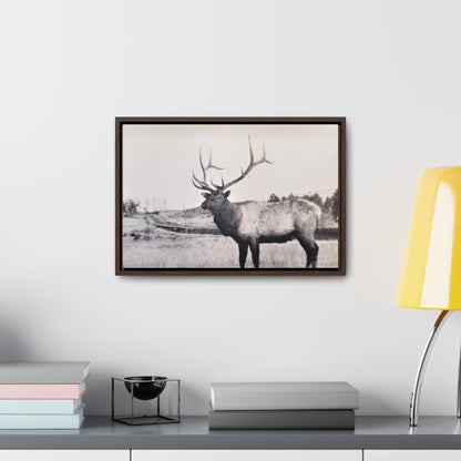 Yellowstone Bull Elk Gallery Canvas Wraps Horizontal Frame 18″ x 12″ Walnut Premium Gallery Wraps (1.25″)