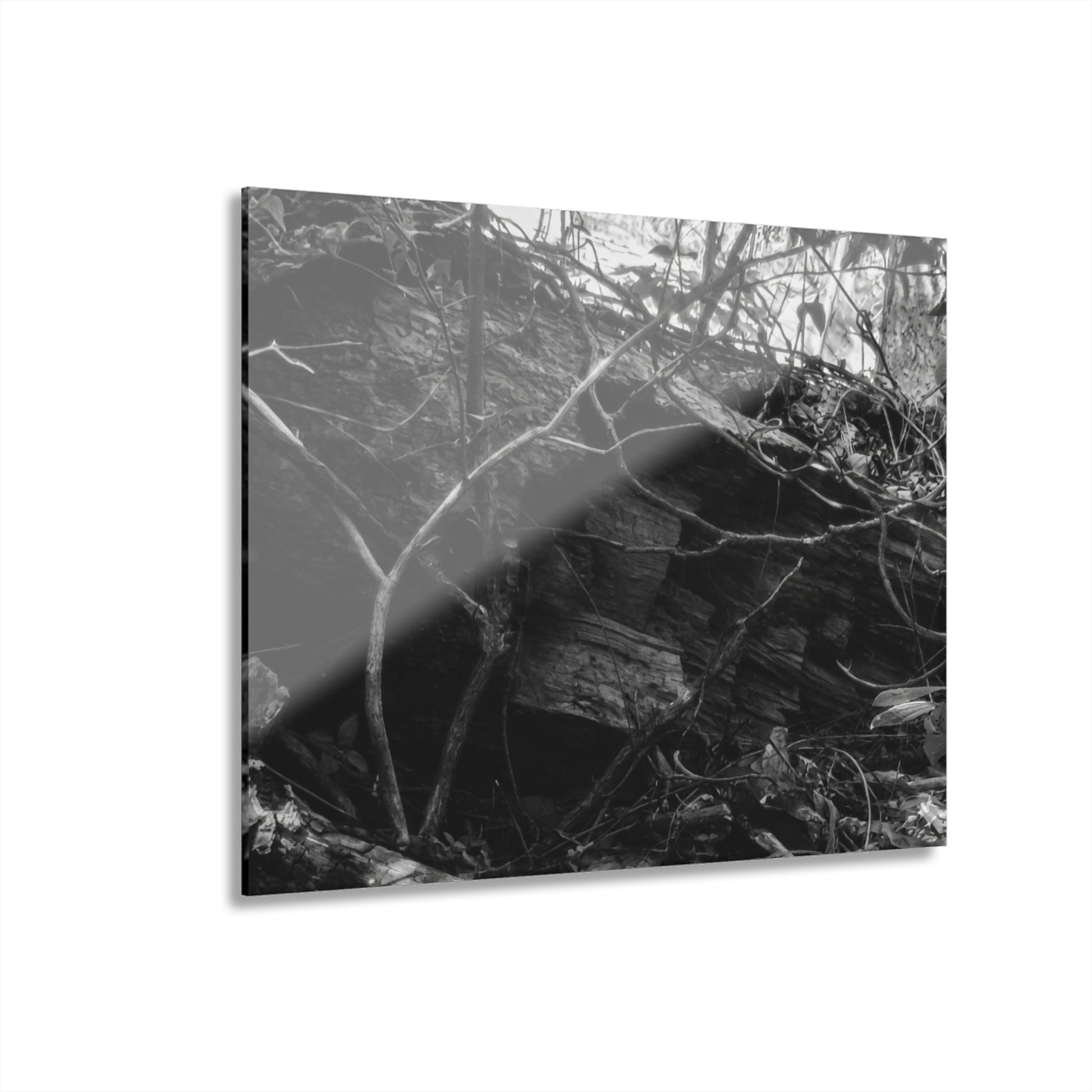 Black & White Forest Acrylic Print French Cleat Hang - - Home Decor
