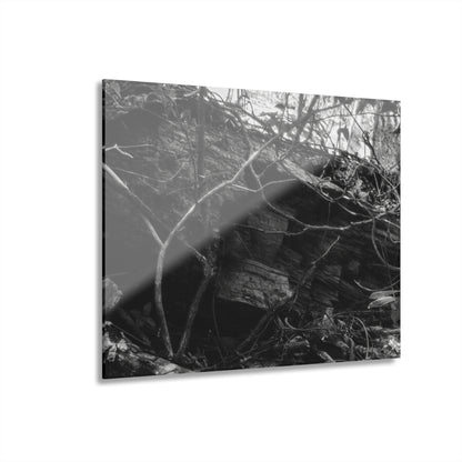 Black & White Forest Acrylic Print French Cleat Hang - - Home Decor