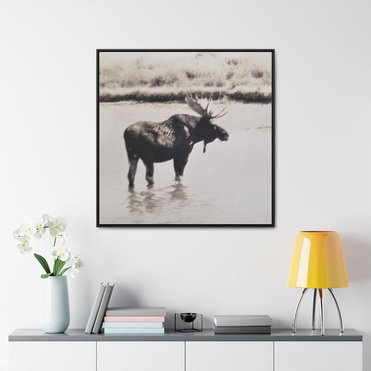 Yellowstone Bull Moose Gallery Canvas Wraps, Square Frame