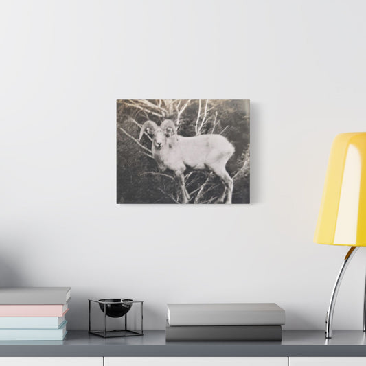 Yellowstone Big Horn Sheep Satin Canvas Stretched 14″ x 11″ (Horizontal) 1.5"