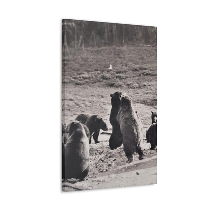 Yellowstone Grizzly Bears Canvas Gallery Wraps