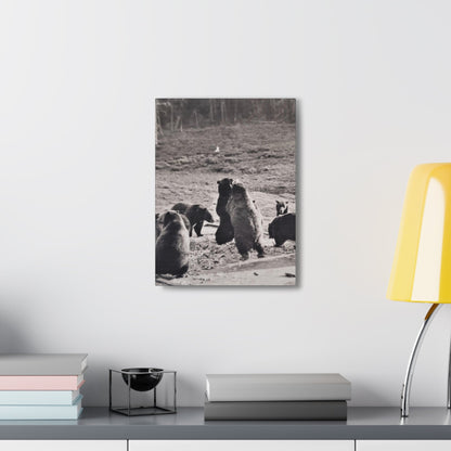 Yellowstone Grizzly Bears Canvas Gallery Wraps 12″ x 16″ 1.25"