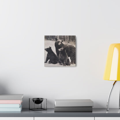 Yellowstone Black Bears Canvas Gallery Wraps 10″ x 10″ 1.25"