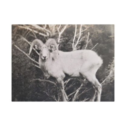 Yellowstone Big Horn Sheep Satin Canvas Stretched