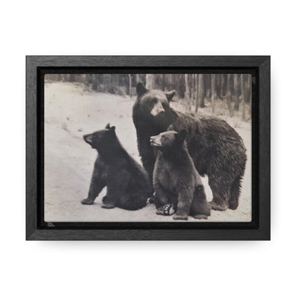 Yellowstone Black Bears Gallery Canvas Wraps