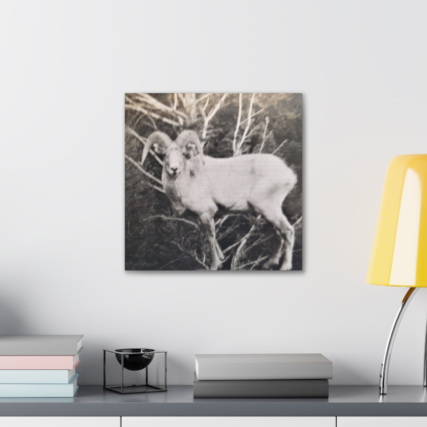 Yellowstone Big Horn Sheep Canvas Gallery Wraps