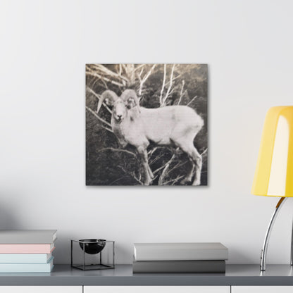 Yellowstone Big Horn Sheep Canvas Gallery Wraps 16″ x 16″ 1.25"