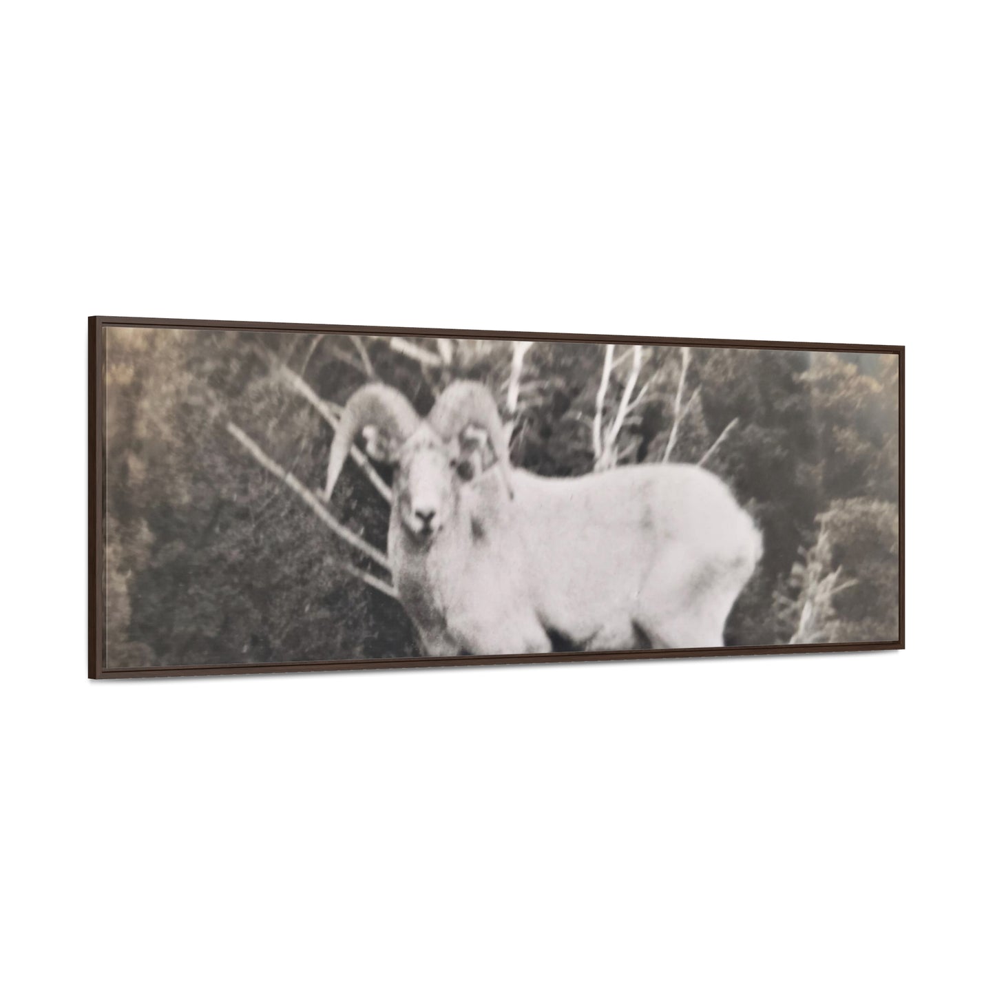 Yellowstone Big Horn Sheep Gallery Canvas Wraps, Horizontal Frame