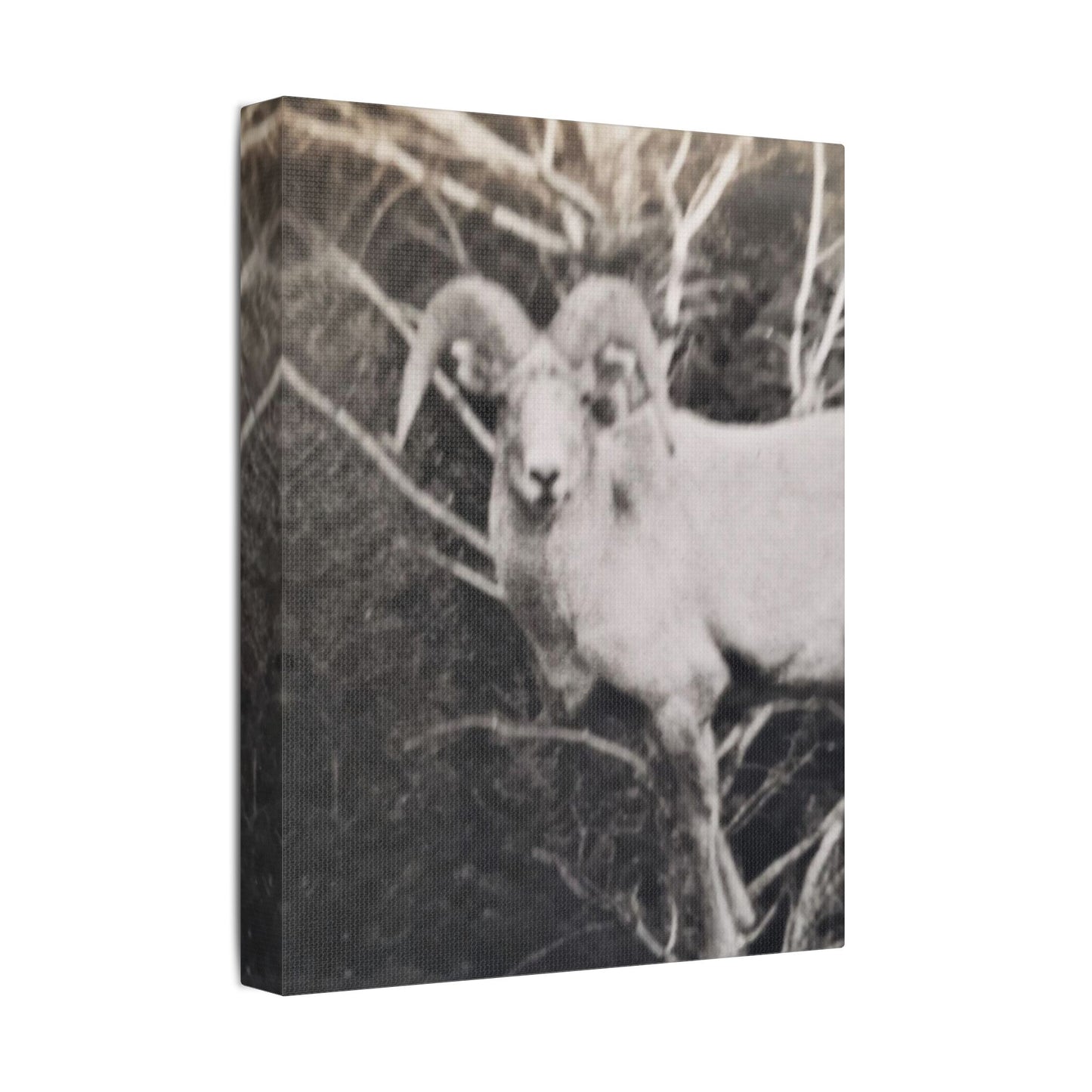 Yellowstone Big Horn Sheep Satin Canvas, Stretched