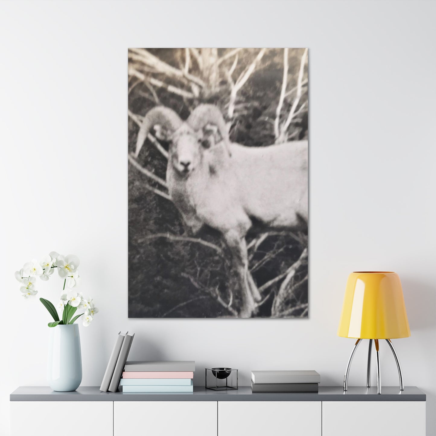 Yellowstone Big Horn Sheep Canvas Gallery Wraps