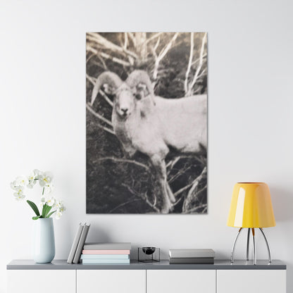 Yellowstone Big Horn Sheep Canvas Gallery Wraps 32″ x 48″ 1.25"