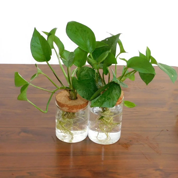 Plant Terrarium Propogation Planters With Lid