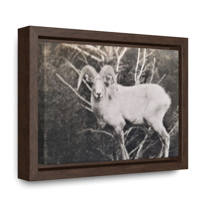 Yellowstone Big Horn Sheep Gallery Canvas Wraps, Horizontal Frame