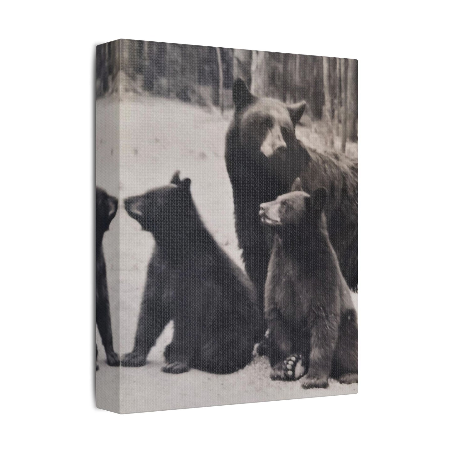 Yellowstone Black Bears Satin Canvas, Stretched