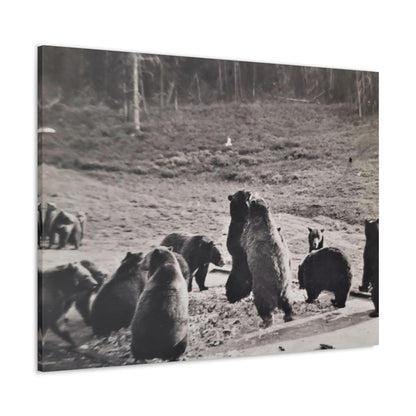 Yellowstone Grizzly Bears Canvas Gallery Wraps