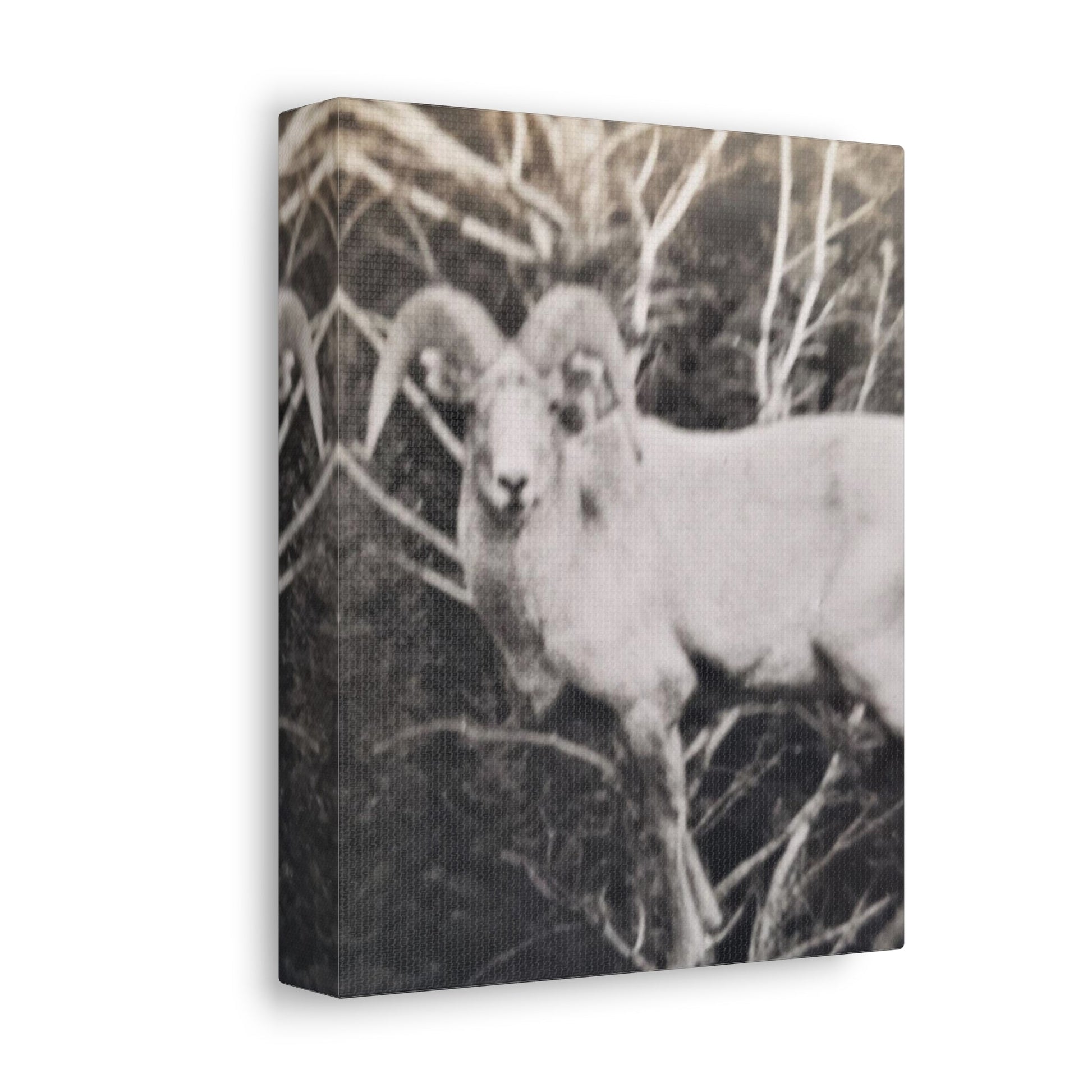 Yellowstone Big Horn Sheep Stretched Canvas