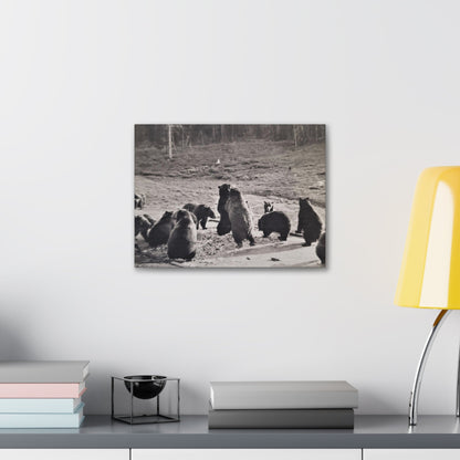 Yellowstone Grizzly Bears Canvas Gallery Wraps 16″ x 12″ 1.25"