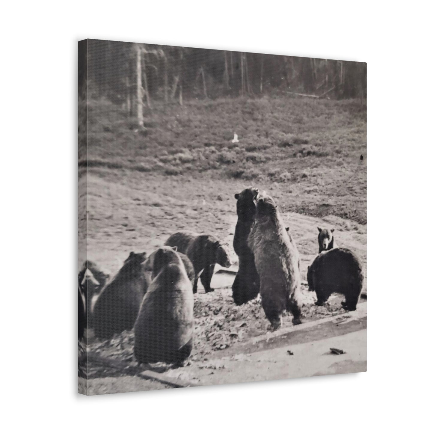 Yellowstone Grizzly Bears Canvas Gallery Wraps