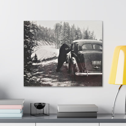 Yellowstone Bear Car Canvas Gallery Wraps 24″ x 20″ 1.25"