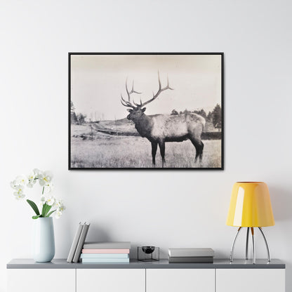 Yellowstone Bull Elk Gallery Canvas Wraps Horizontal Frame 40″ x 30″ Black Premium Gallery Wraps (1.25″)