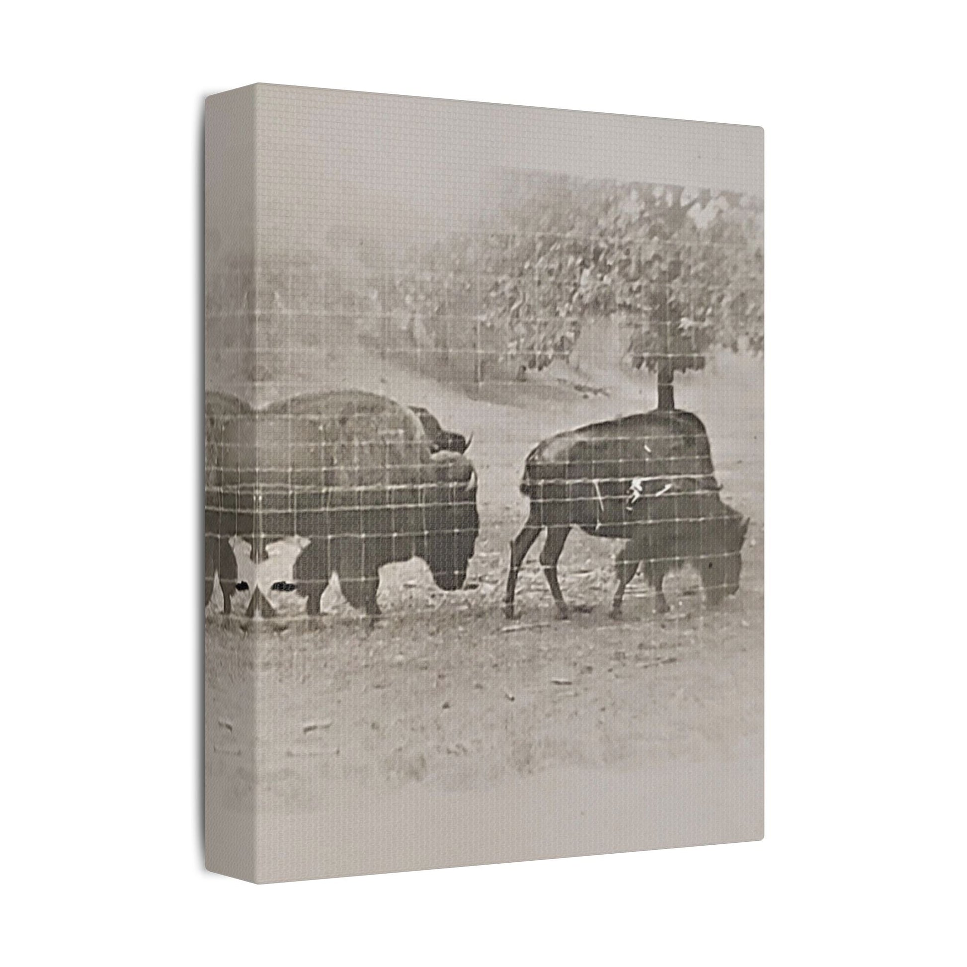 Buffalo at Redwood Falls Satin Canvas Stretched