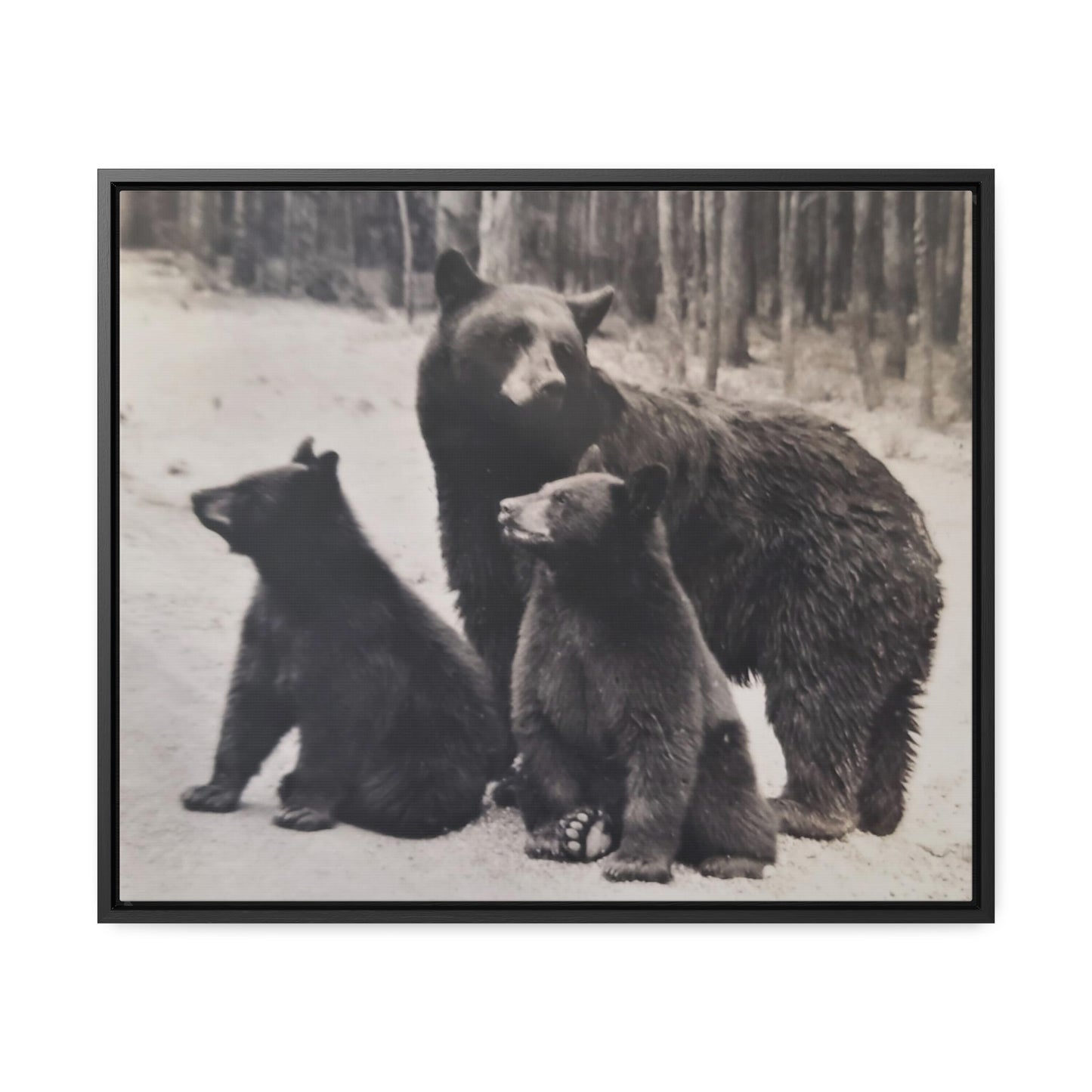 Yellowstone Black Bears Gallery Canvas Wraps, Horizontal Frame