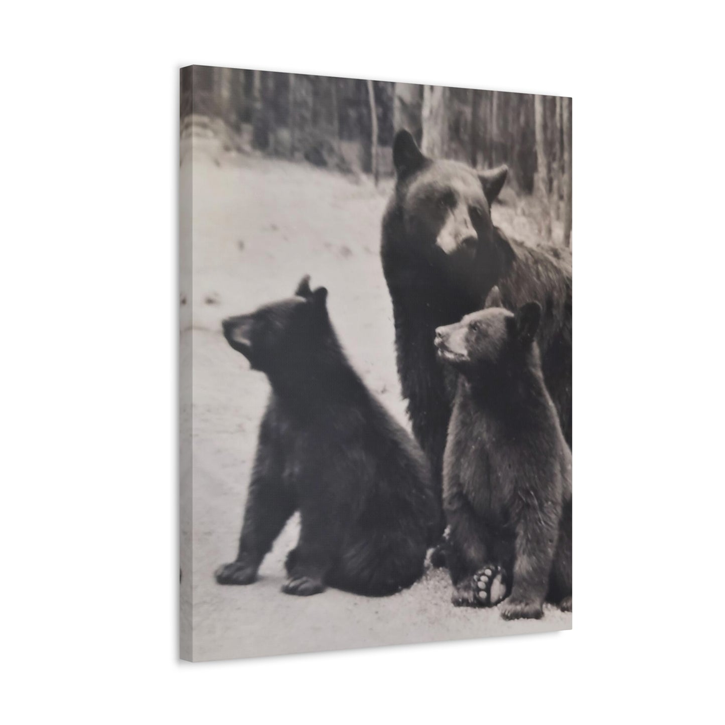 Yellowstone Black Bears Stretched Canvas