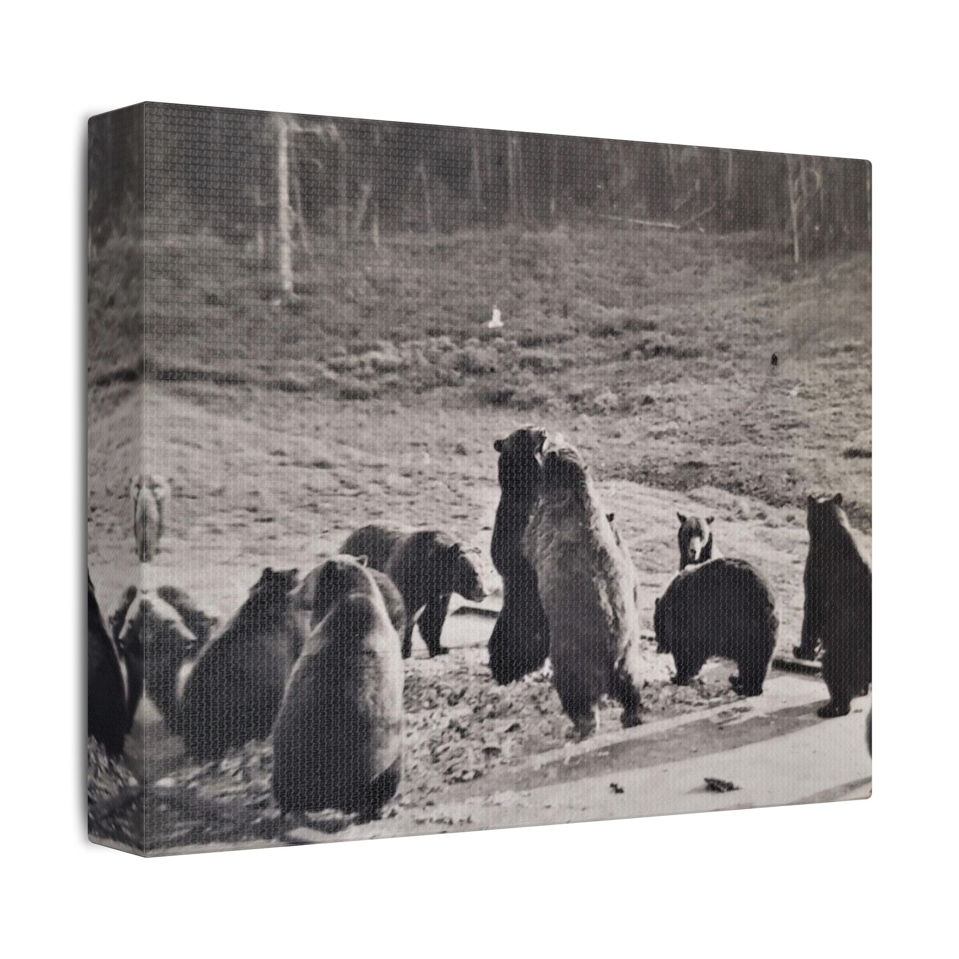 Yellowstone Grizzly Bears Satin Canvas Stretched
