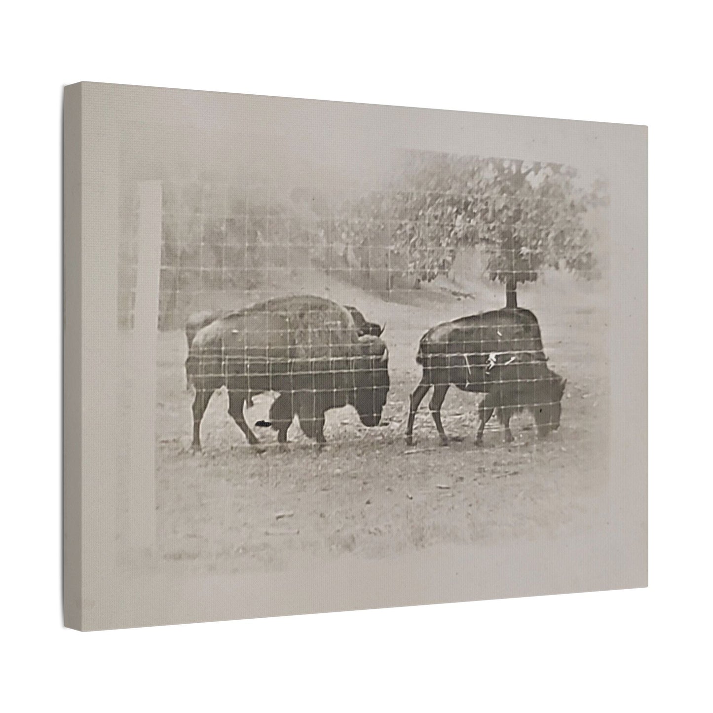 Buffalo at Redwood Falls Satin Canvas Stretched
