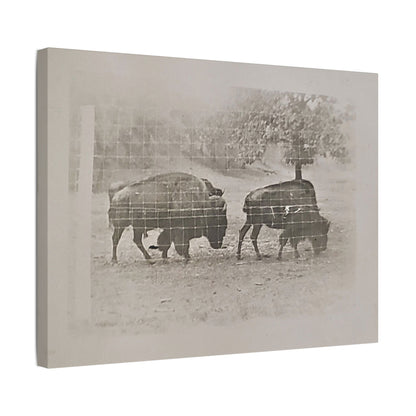 Buffalo at Redwood Falls Satin Canvas Stretched