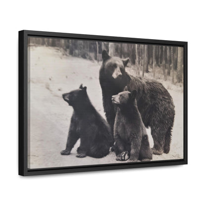 Yellowstone Black Bears Gallery Canvas Wraps