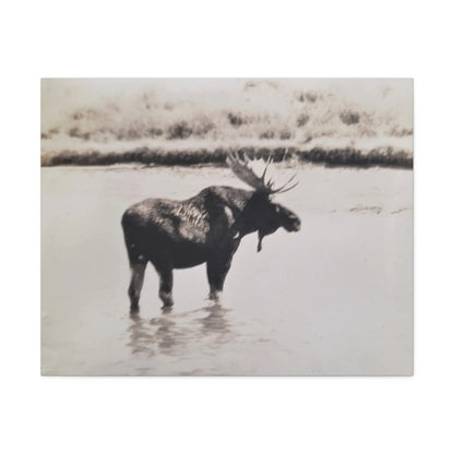 Yellowstone Bull Moose Stretched Canvas