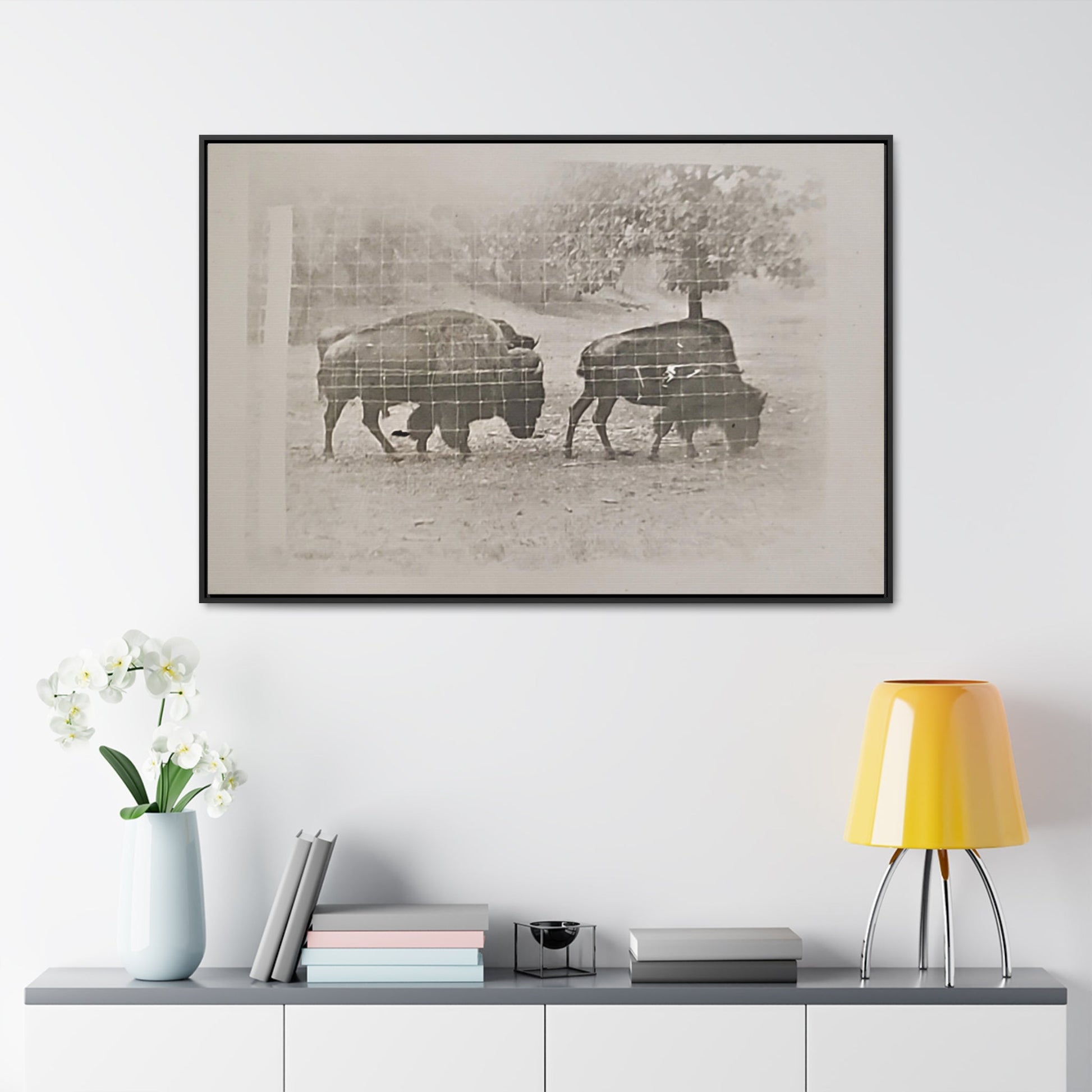 Buffalo at Redwood Falls Gallery Canvas Wraps Horizontal Frame 48″ x 32″ Black Premium Gallery Wraps (1.25″)