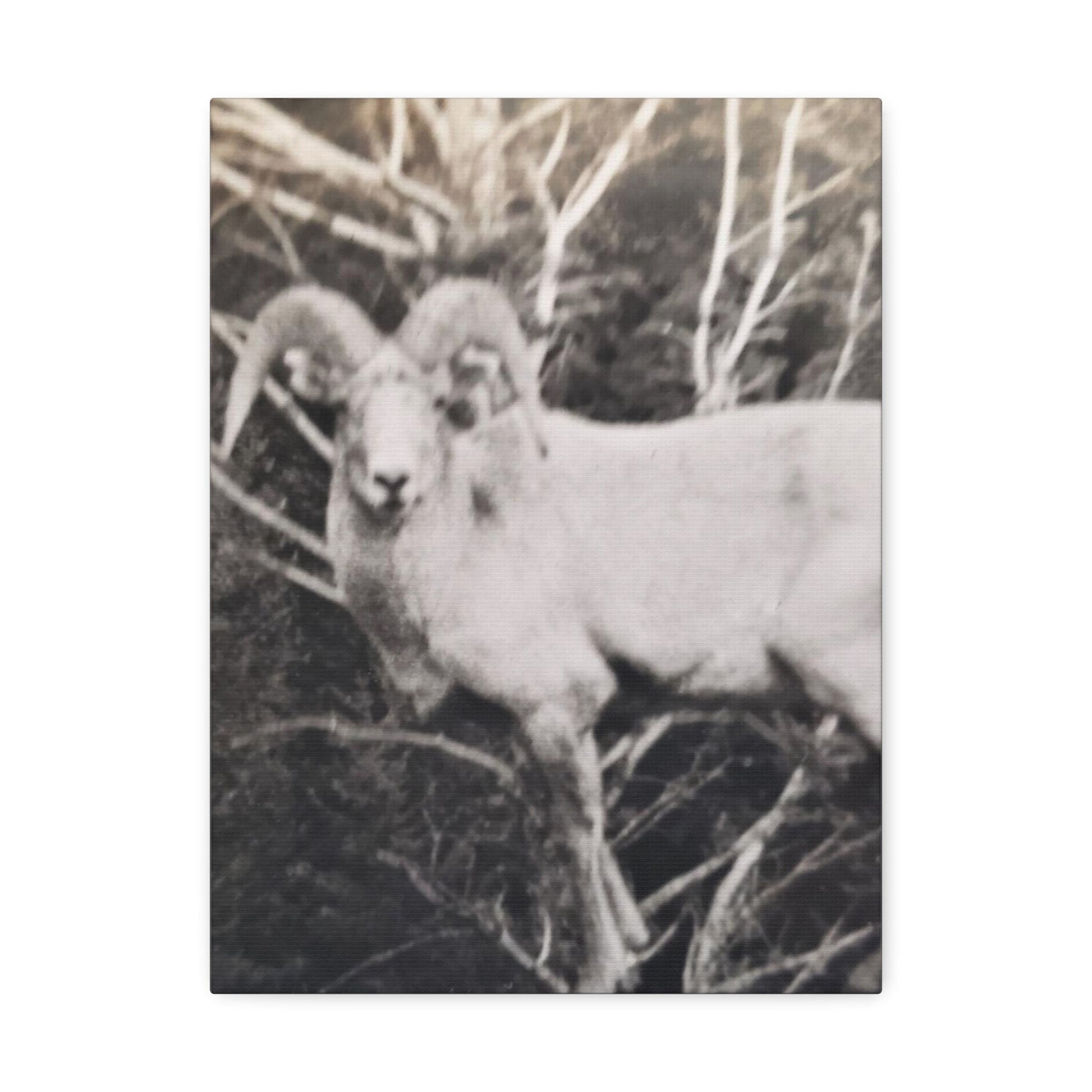 Yellowstone Big Horn Sheep Stretched Canvas