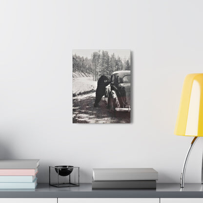 Yellowstone Bear Car Canvas Gallery Wraps 11″ x 14″ 1.25"