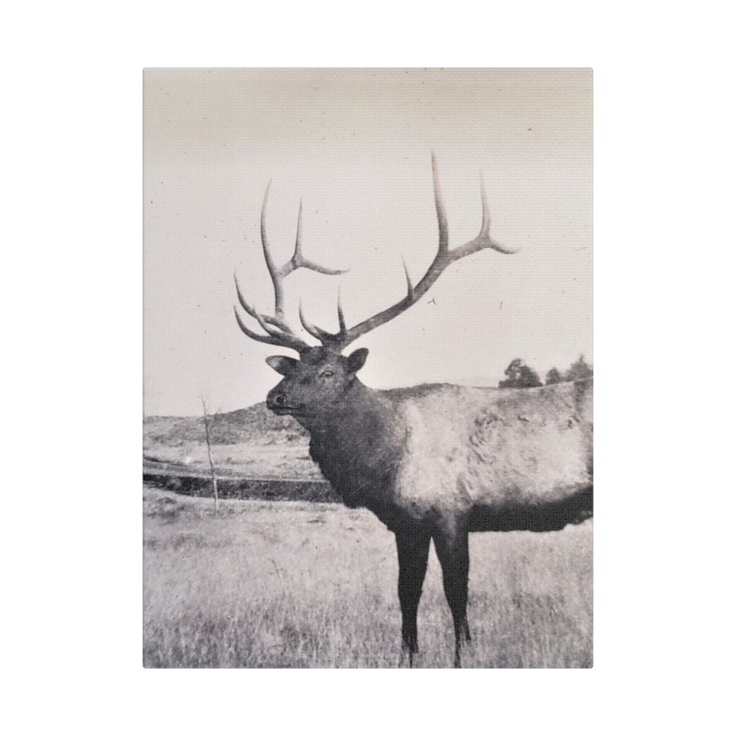 Yellowstone Bull Elk Satin Canvas Stretched