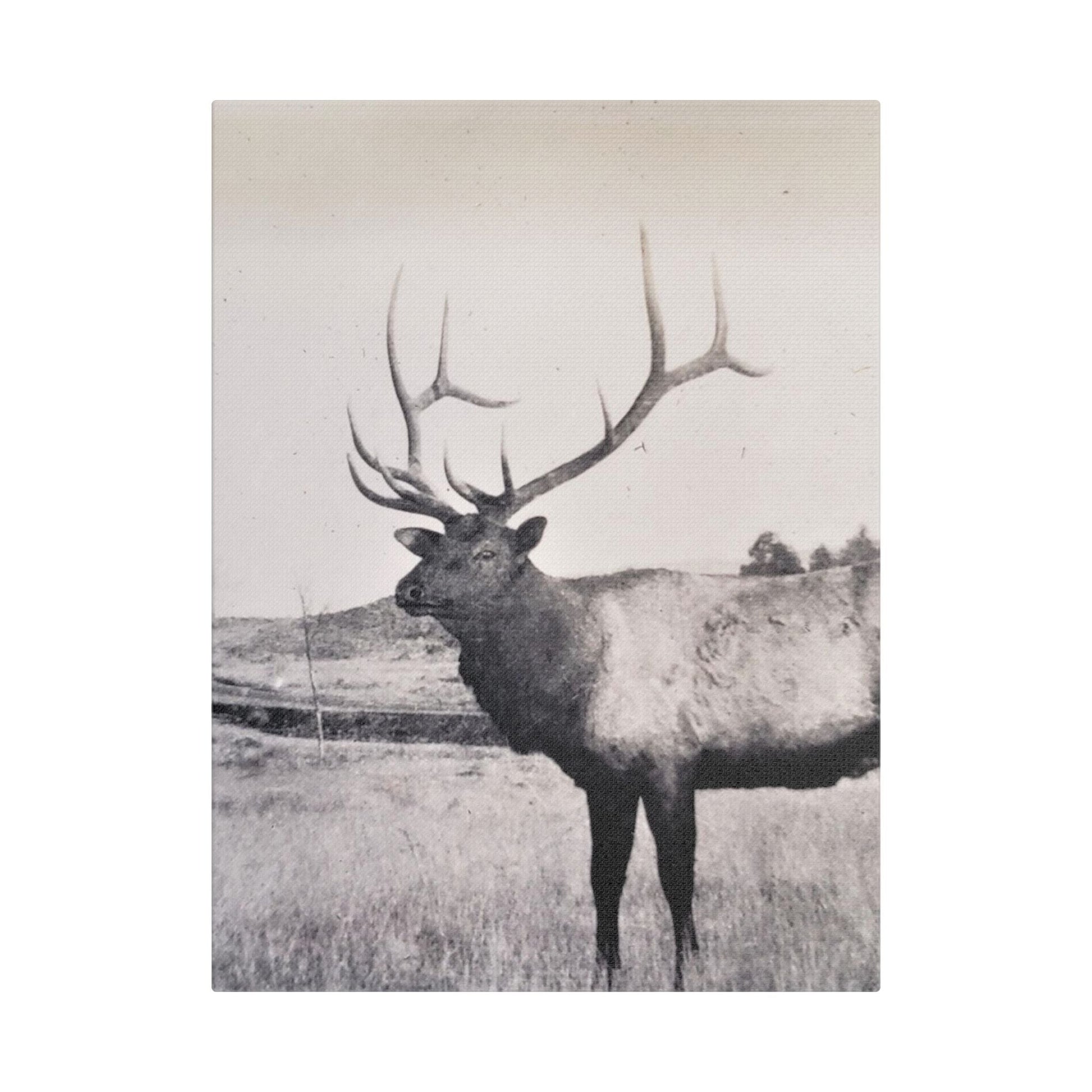 Yellowstone Bull Elk Satin Canvas Stretched