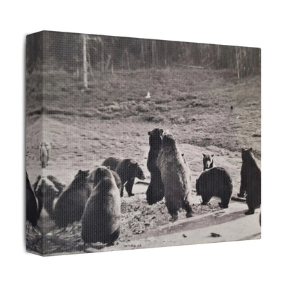 Yellowstone Grizzly Bears Satin Canvas, Stretched