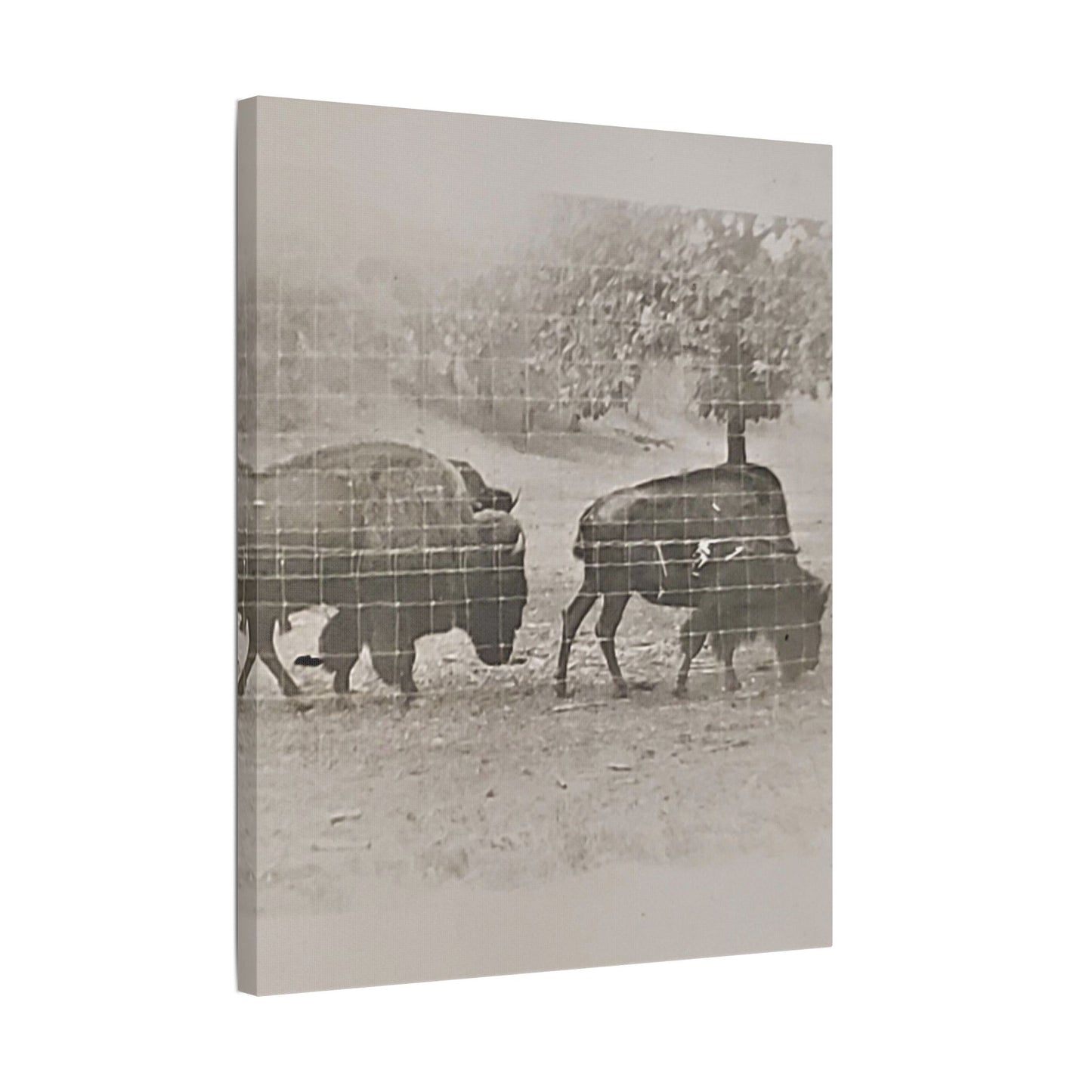 Buffalo at Redwood Falls Satin Canvas, Stretched