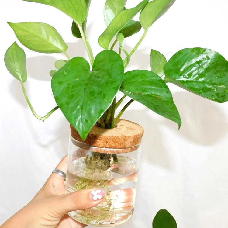 Plant Terrarium Propogation Planters With Lid