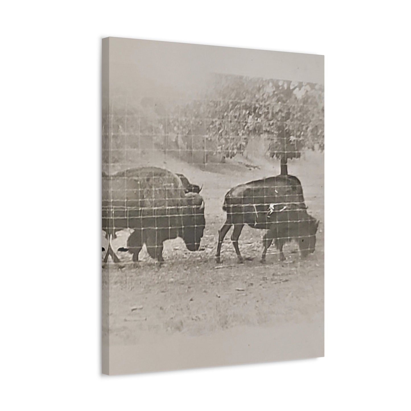 Buffalo at Redwood Falls Stretched Canvas